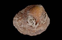藏品(銀蛤)的圖片